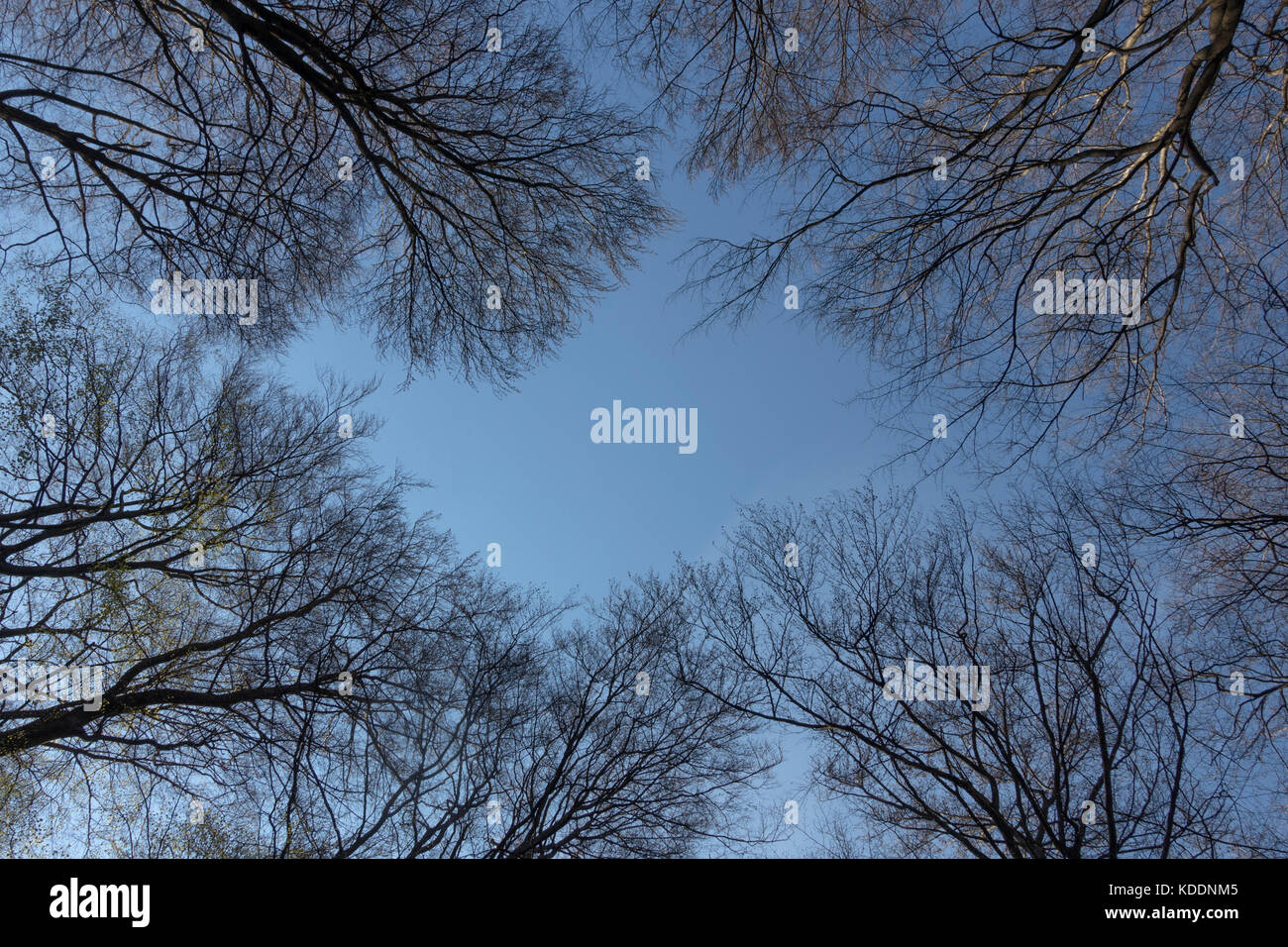 Tree tops in Spring, a look in the blue sky, Beech trees in spring, Germany, Europe. Stock Photo
