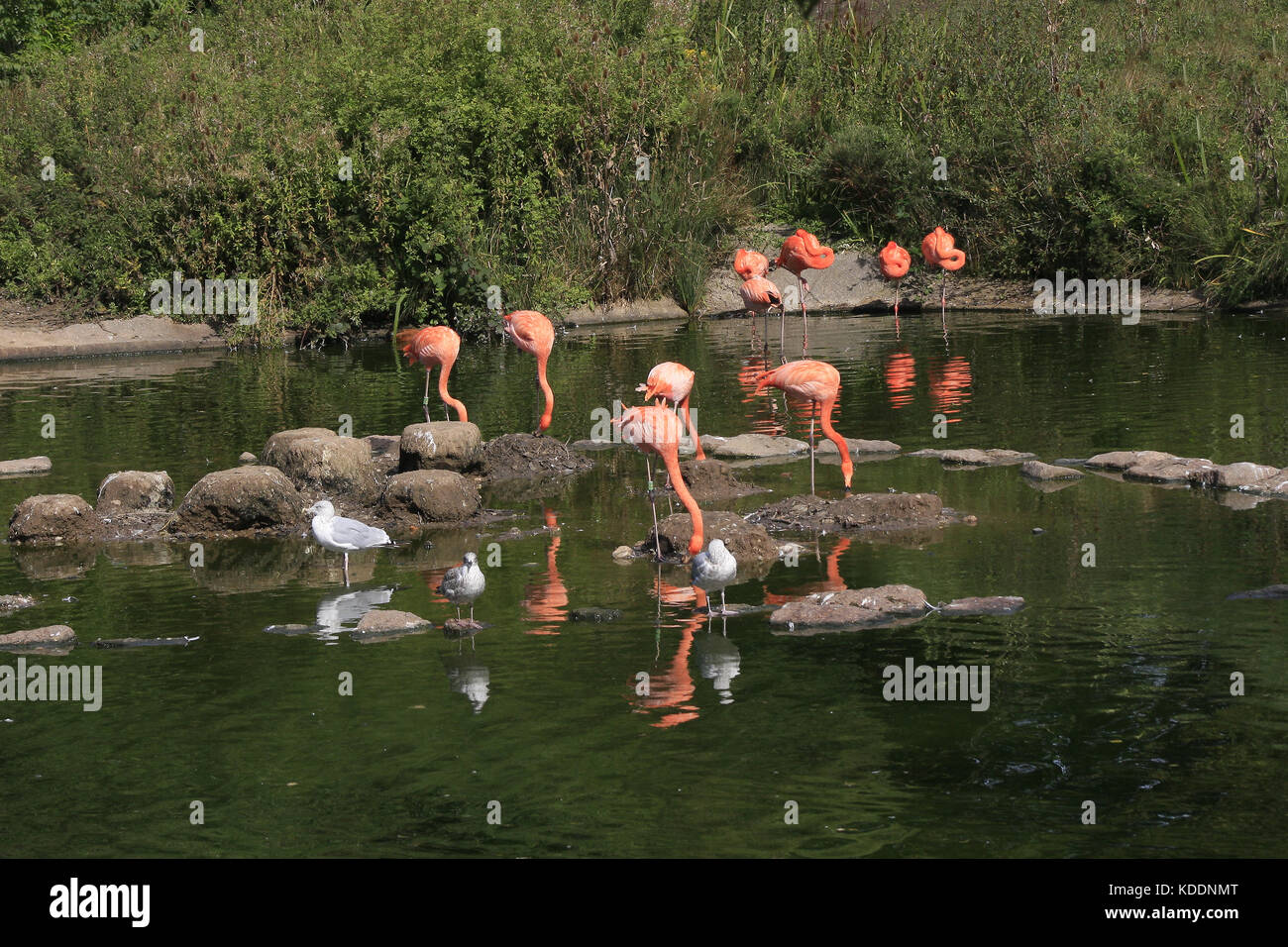 flamingoes, Blackpool Zoo, Blackpool, Lancashire, England Phoenicopterus Stock Photo