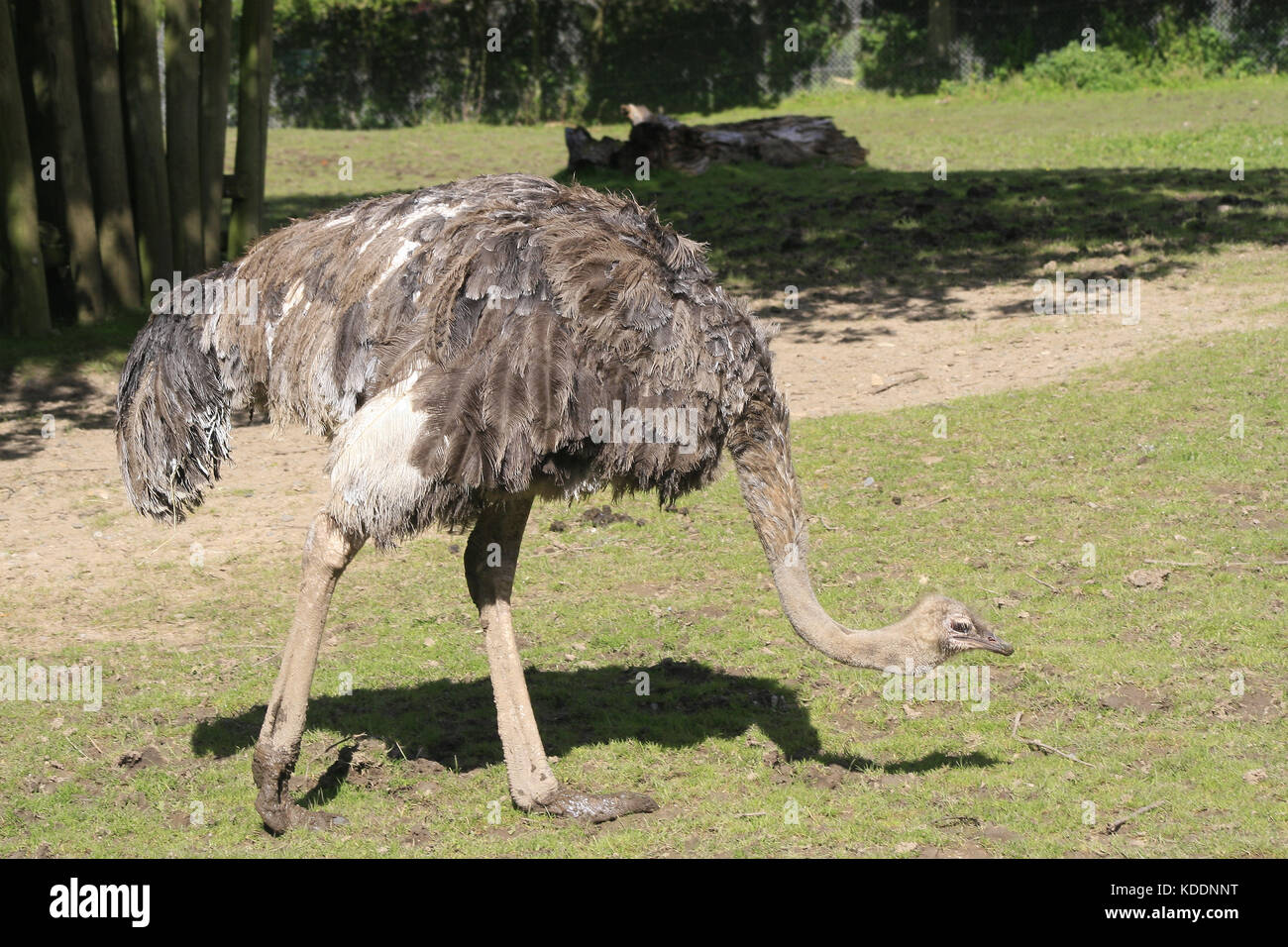 Ostrich pecking at grass, Blackpool Zoo, Blackpool, Lancashire, England Struthio camelus Stock Photo