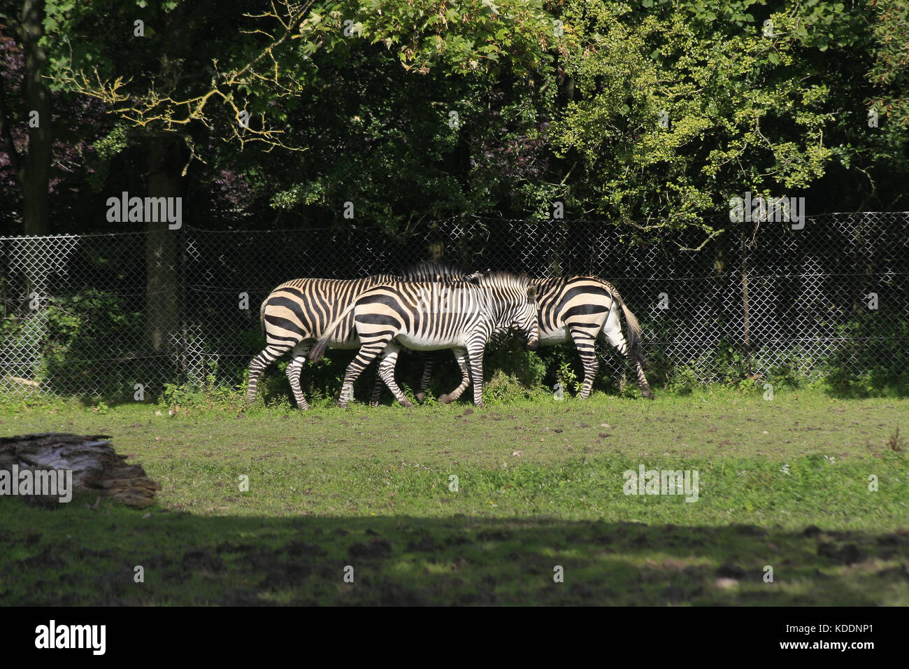 Hartmanns zebras against a fence, Blackpool Zoo, Blackpool, Lancashire, England Equus quagga Stock Photo