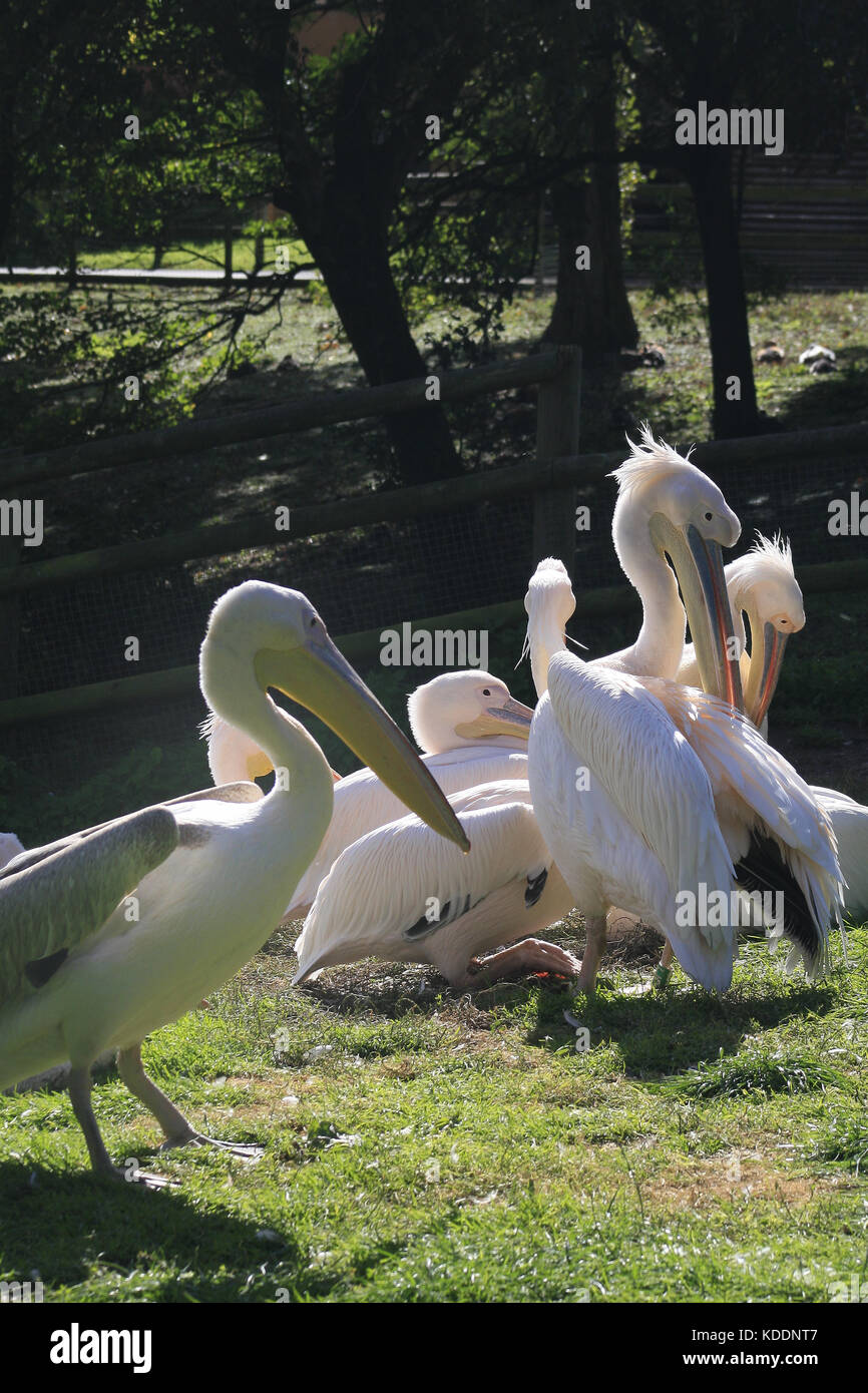 Eastern White Pelican, Blackpool Zoo, Blackpool, Lancashire, England Pelecanus onocrotalus Stock Photo