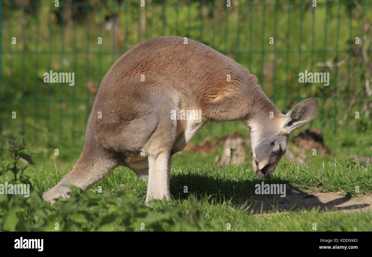 Red-necked wallaby, Blackpool Zoo, Blackpool, Lancashire, England Macropus rufogriseus Stock Photo