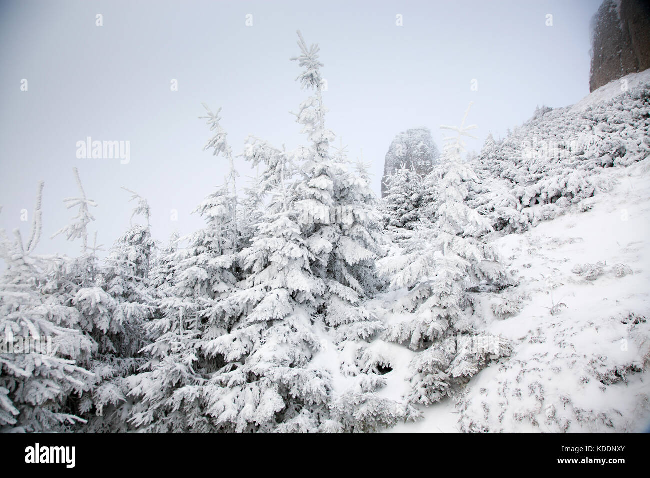 winter landscape with snowy fir trees in the mountains Stock Photo - Alamy