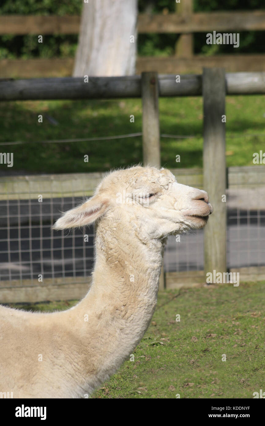 llama laid on grass, Blackpool Zoo, Blackpool, Lancashire, England Lama glama Stock Photo