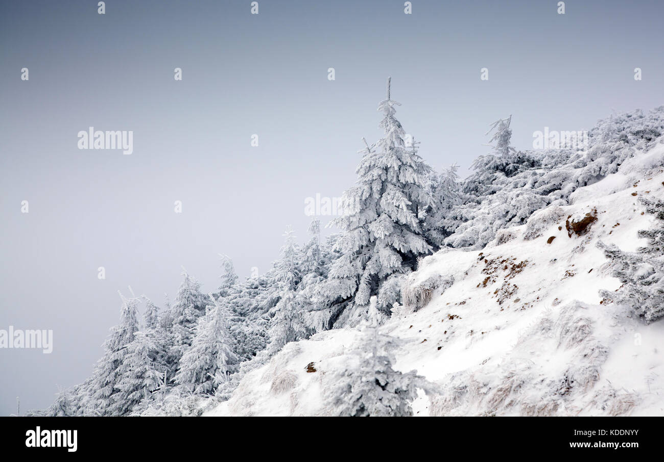 winter landscape with snowy fir trees in the mountains Stock Photo - Alamy