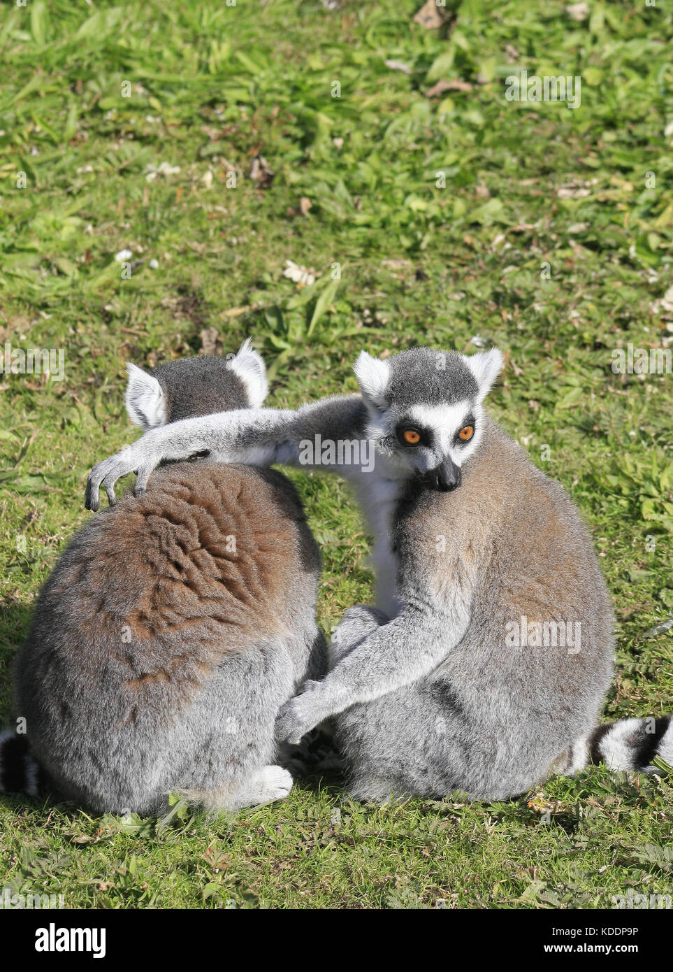 Ring-tailed lemur, Blackpool Zoo, Blackpool, Lancashire, England Lemur catta Stock Photo