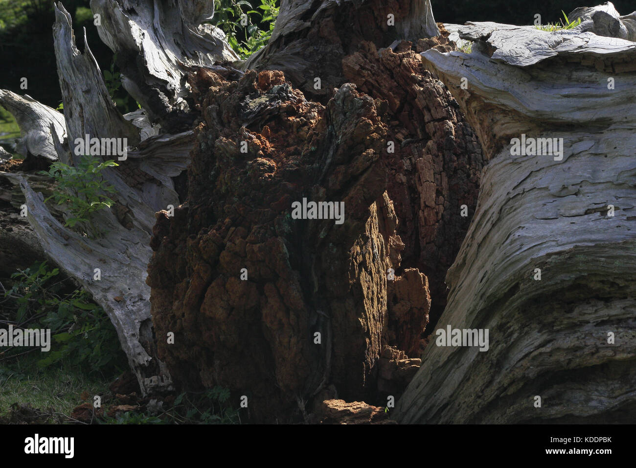 tree roots, Blackpool Zoo, Blackpool, Lancashire, England Stock Photo
