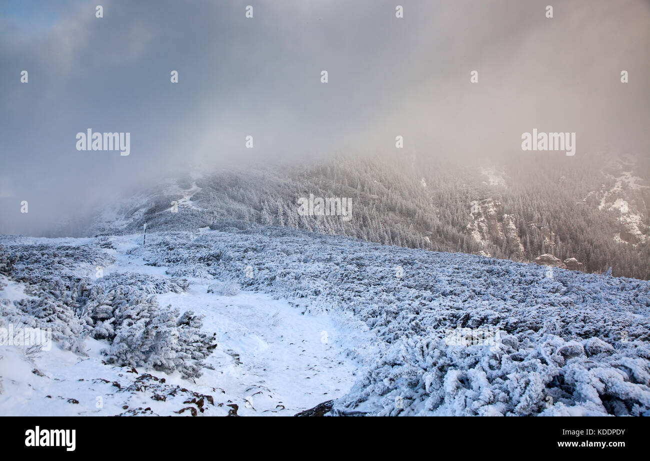 winter landscape with snowy fir trees in the mountains Stock Photo - Alamy
