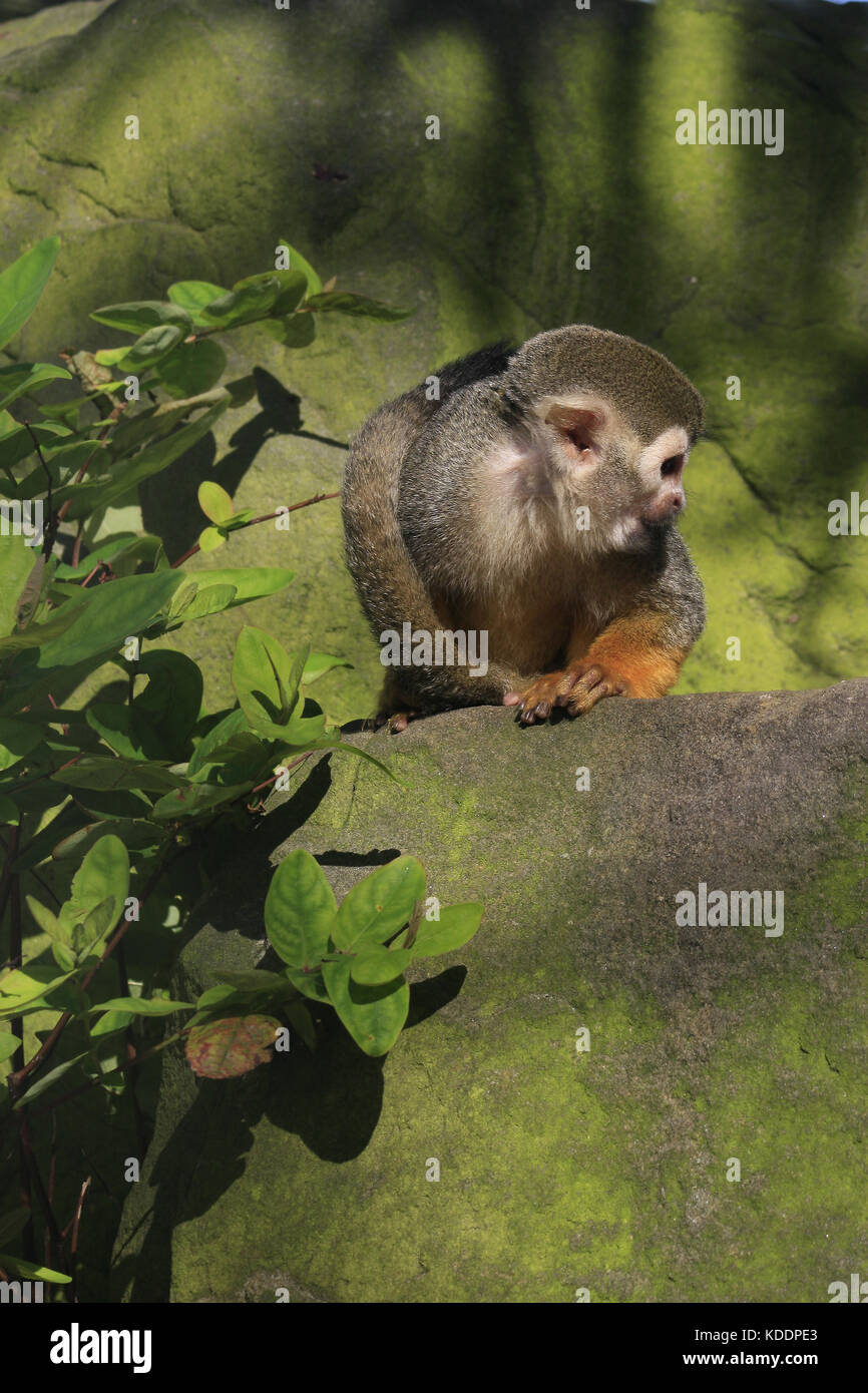 Common Squirrel monkey sat on rock, Blackpool Zoo, Blackpool, Lancashire, England Saimiri scuireus Stock Photo