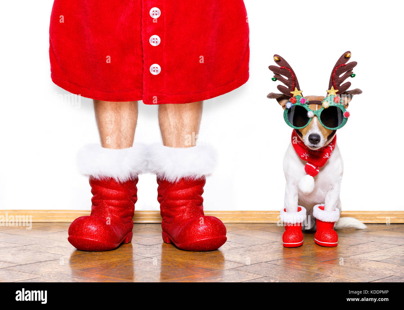 christmas santa claus jack russell dog isolated on white background with  reindeer hat and red boots for the holidays waiting and sitting Stock Photo  - Alamy