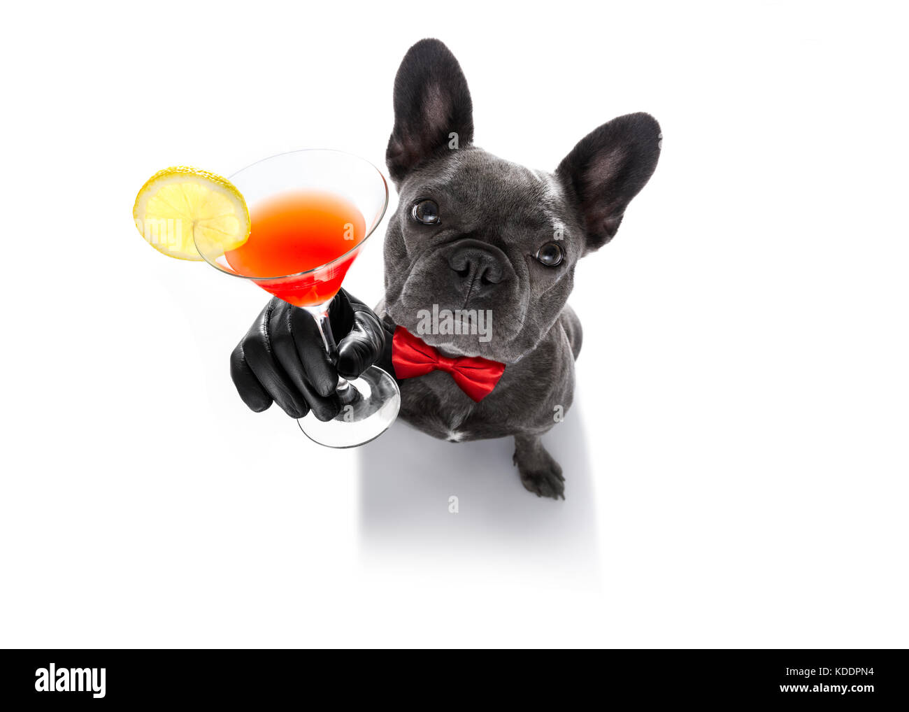 drunk french bulldog dog cheering a toast with martini cocktail drink ...