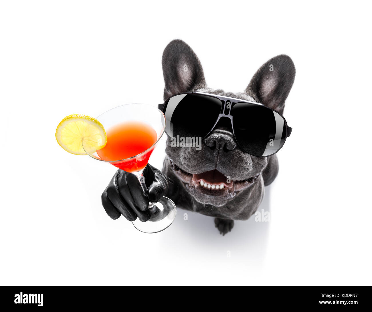 cool drunk french bulldog dog cheering a toast with cocktail drink ...