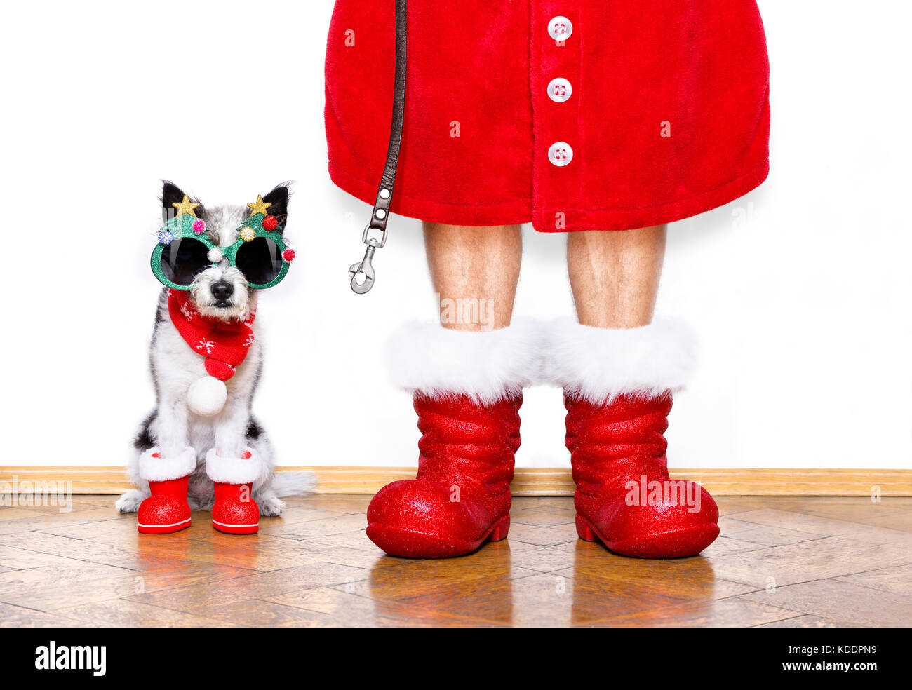 funny christmas santa claus poodle dog isolated on white background ...