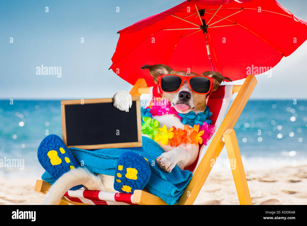 jack russel dog resting and relaxing on a hammock or beach chair under ...