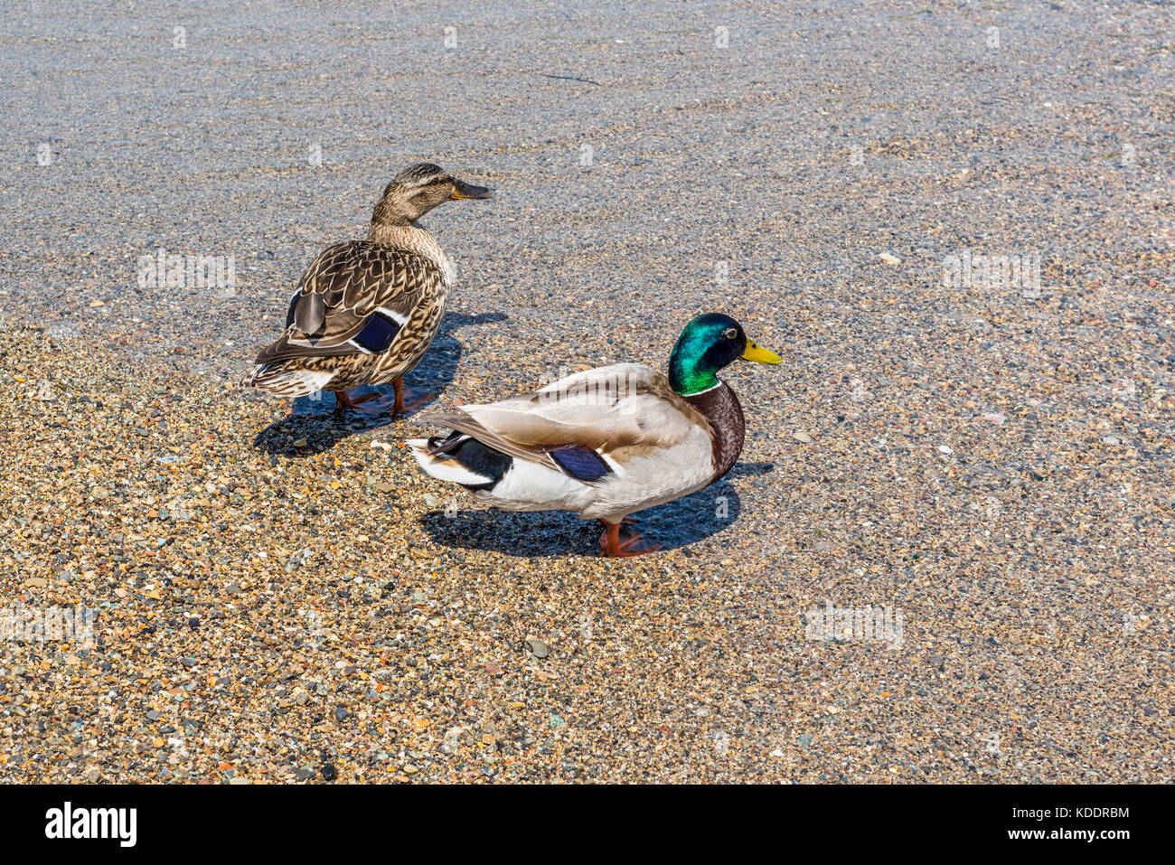 Mallard Ducks on the shore of Lake Como in Italy Stock Photo