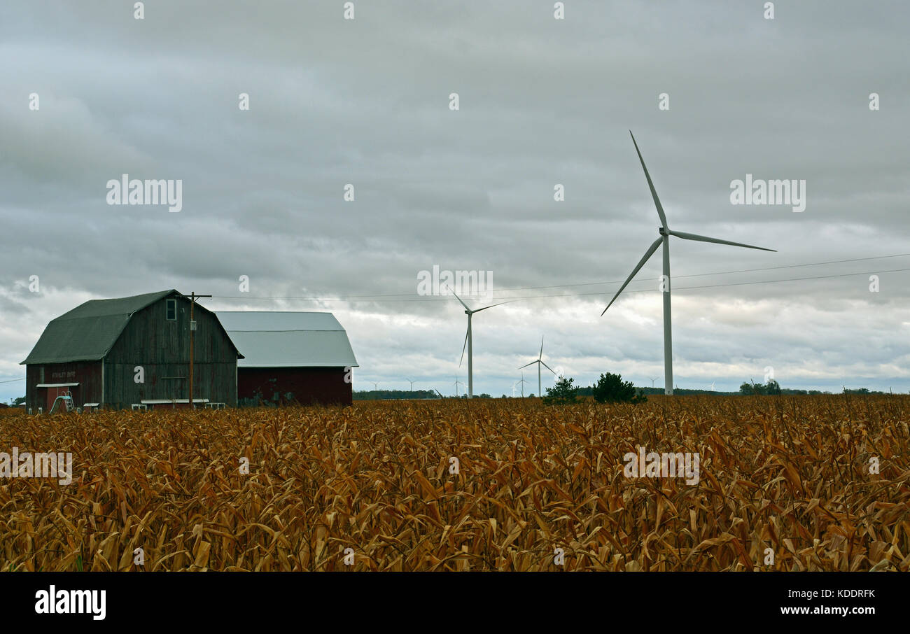 Wind turbines turn over corn fields waiting to be harvested on a dreary fall day in October in north central Michigan. Stock Photo