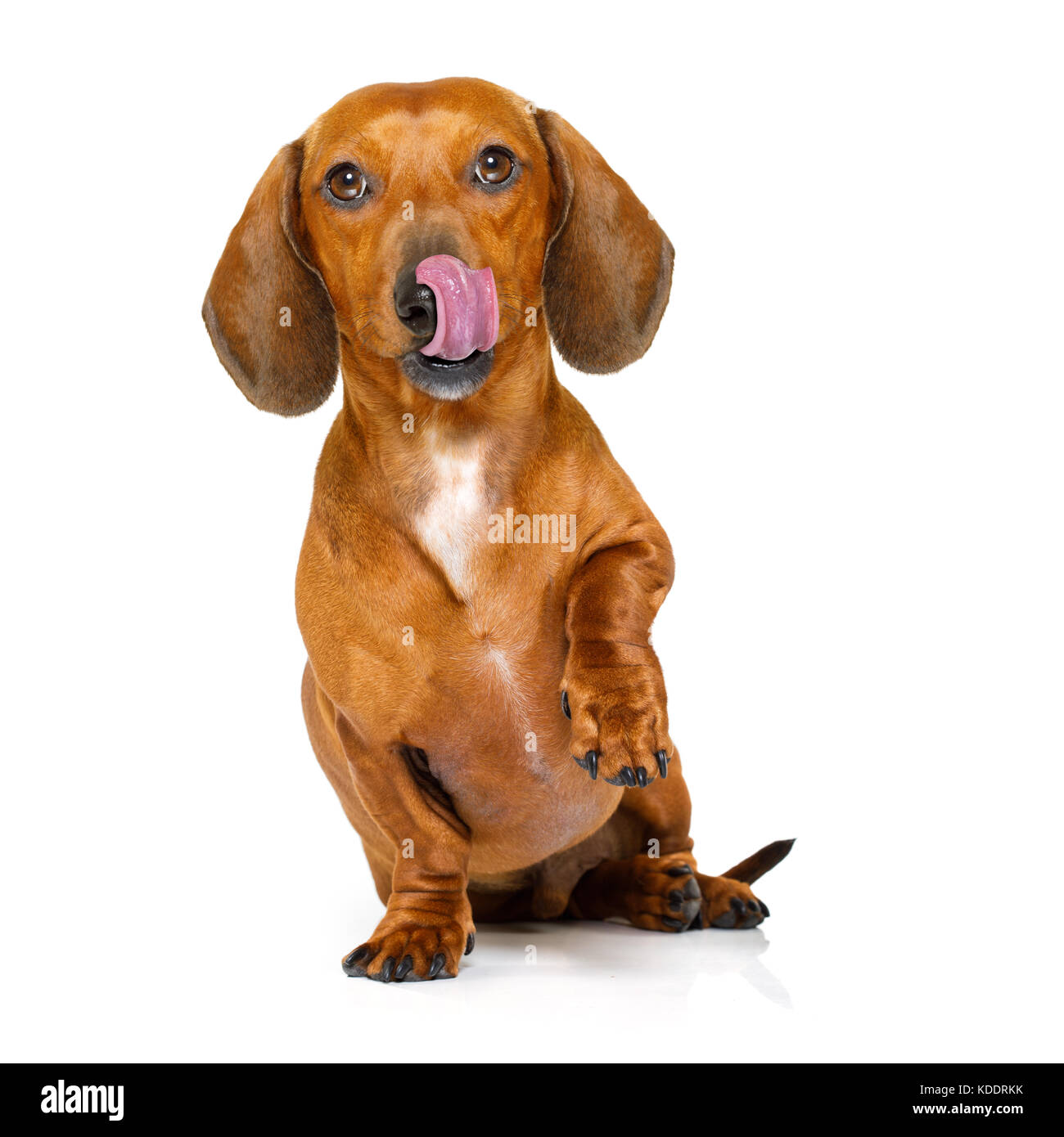 dachshund licking feet