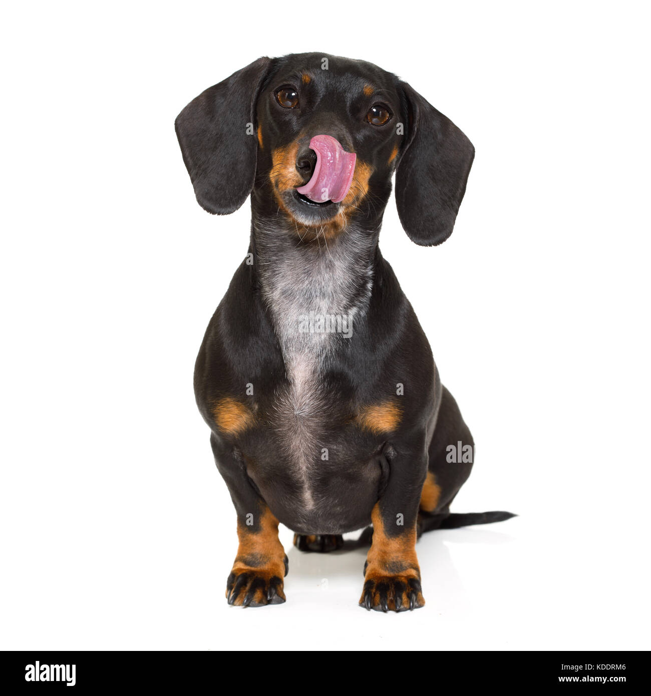 hungry dachshund sausage dog licking with tongue isolated on white