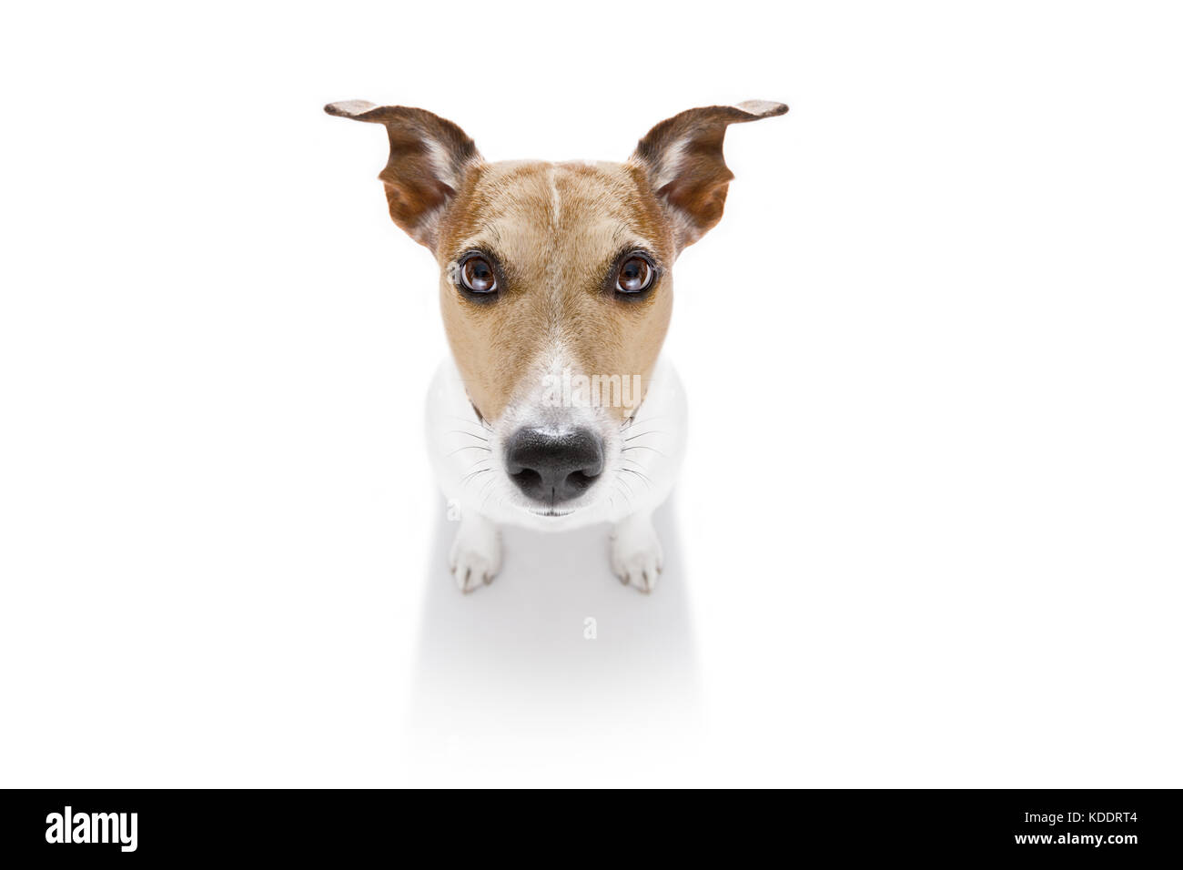 curious jack russell dog looking up to owner waiting or sitting patient to play or go for a walk,  isolated on white background Stock Photo