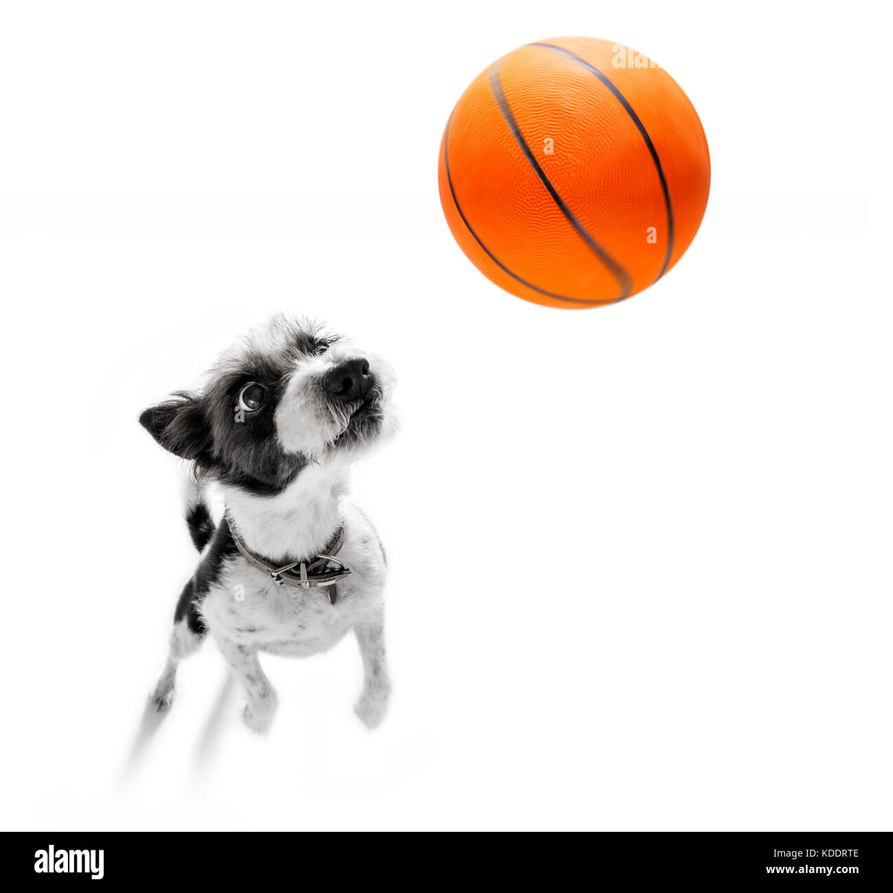 basketball poodle dog playing with ball , isolated on white background