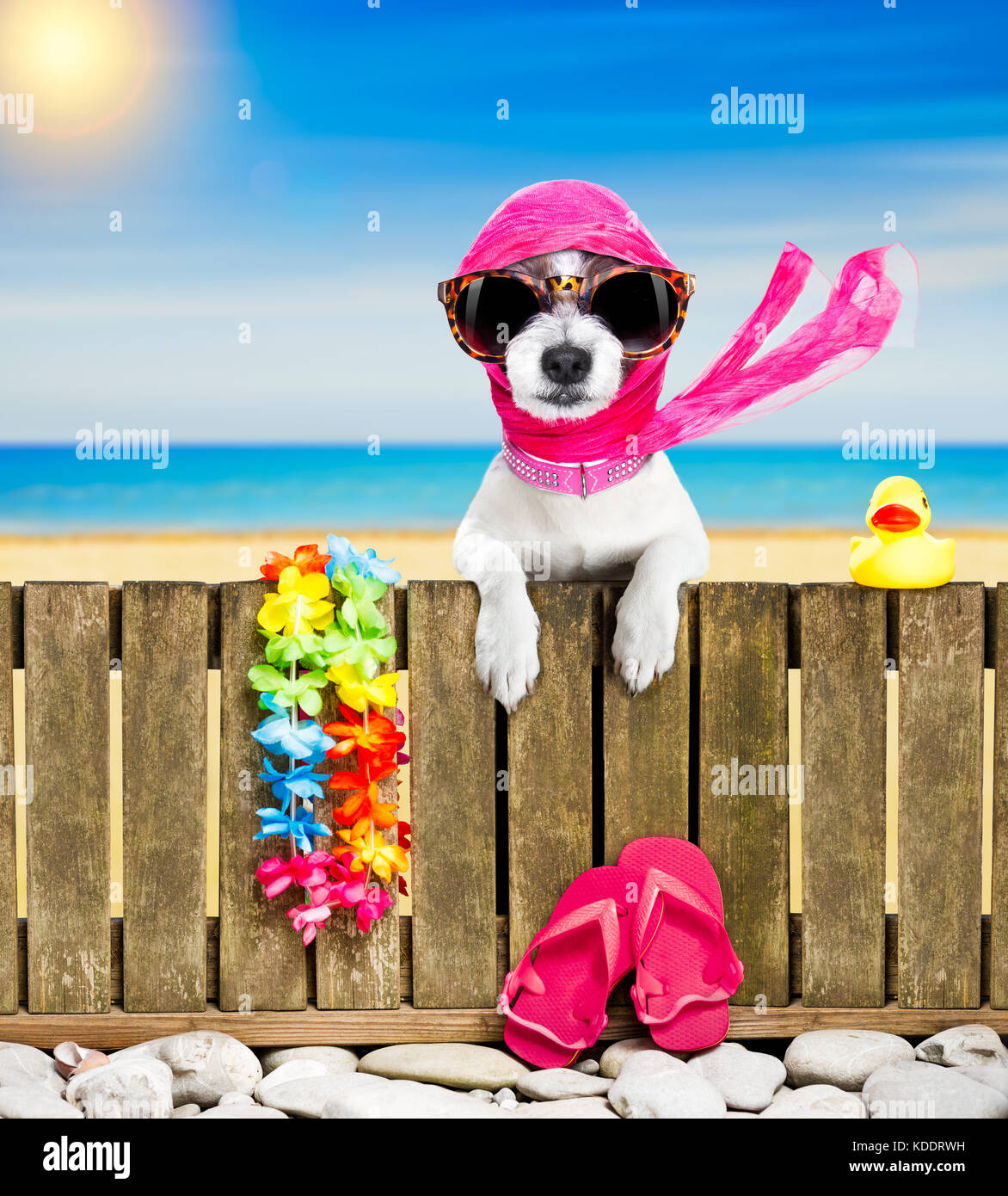 terrier dog resting and relaxing on a wall or fence at the beach ocean ...