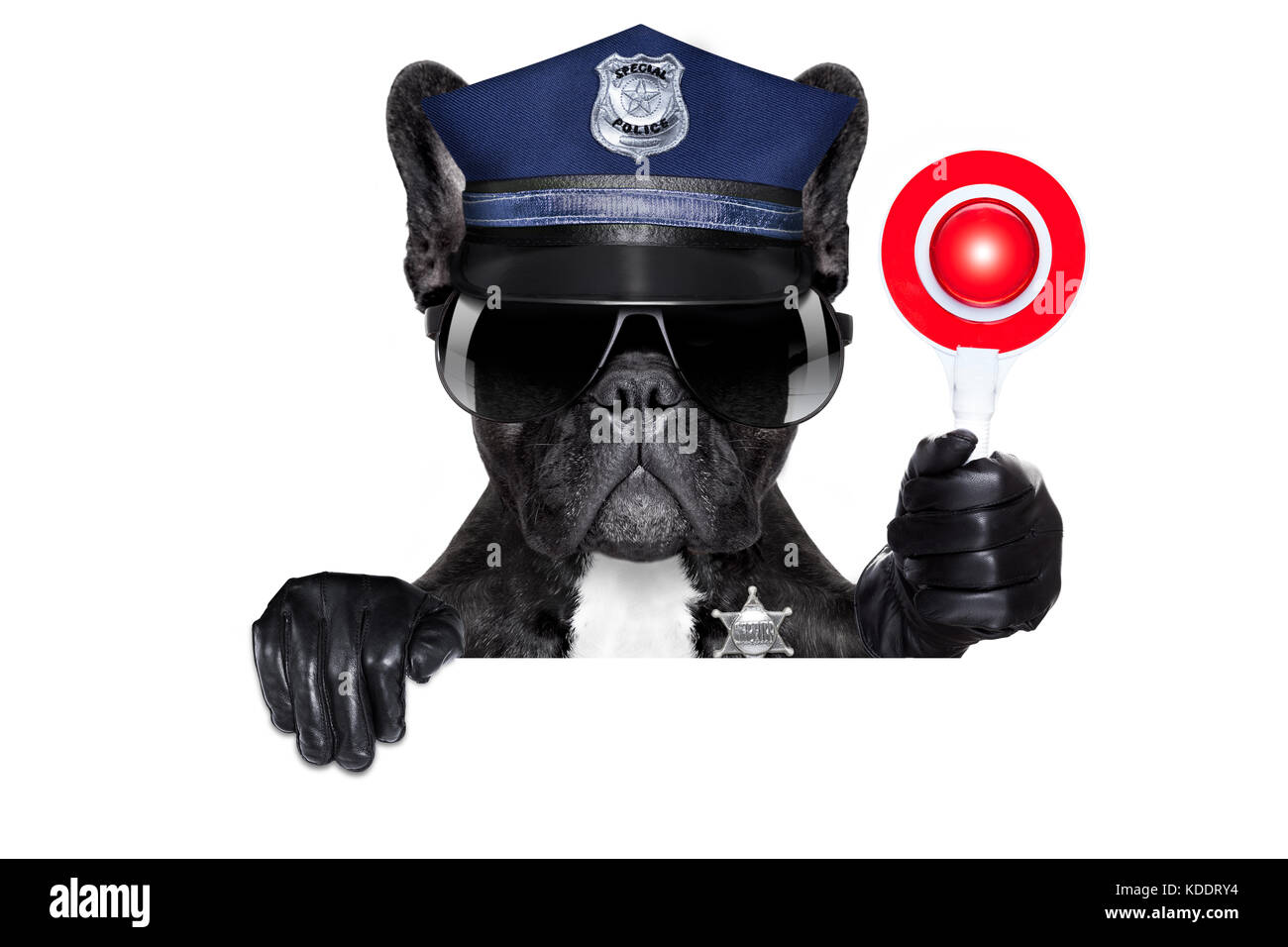 POLICE DOG ON DUTY WITH stop sign and hand , isolated on white blank