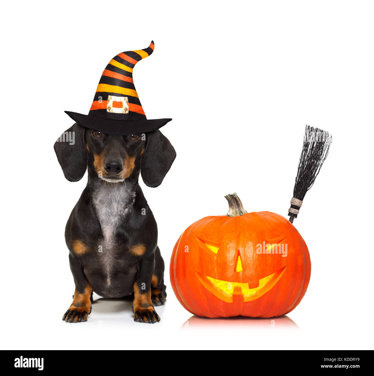 weiner dog pumpkin