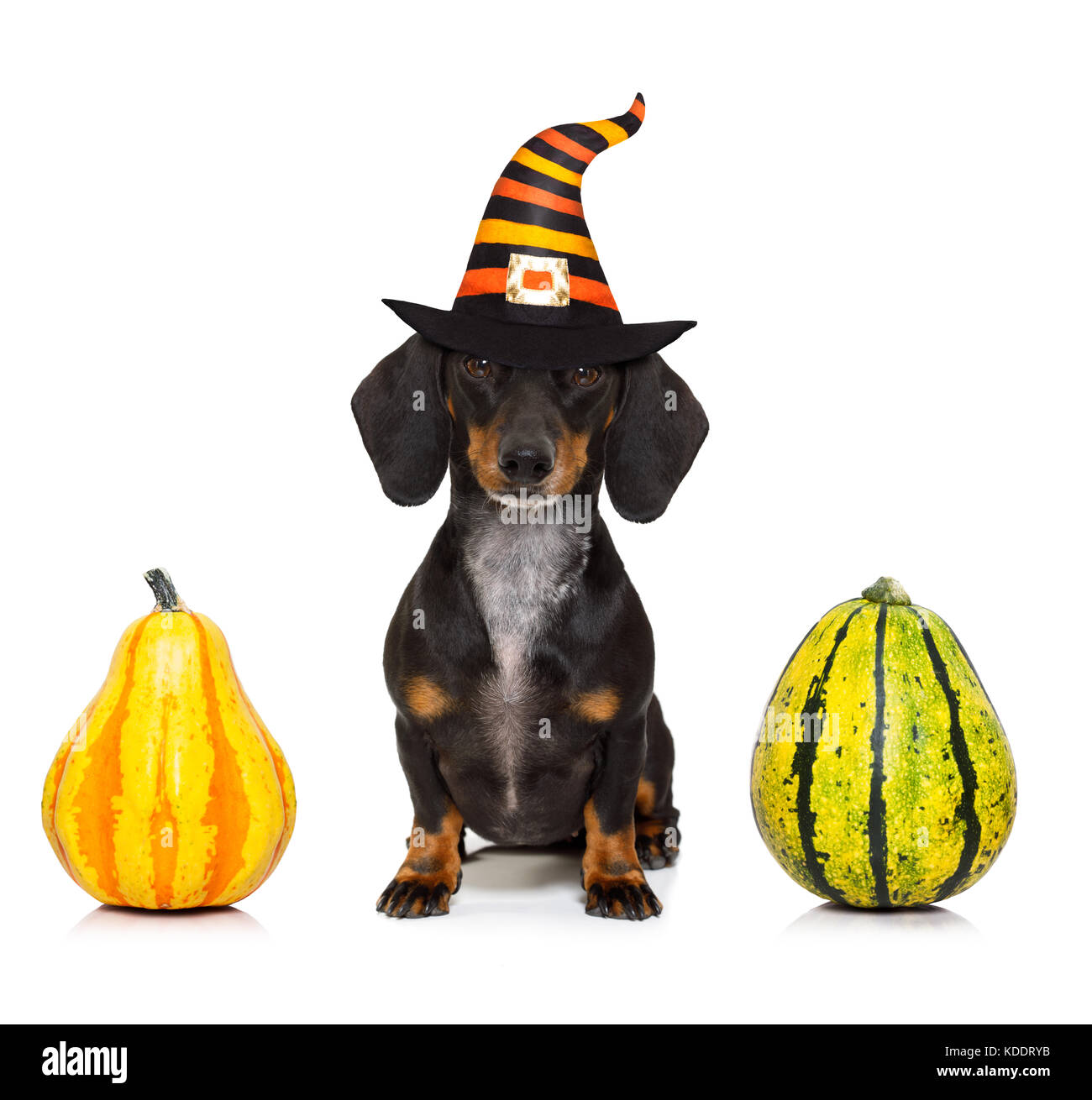 halloween devil sausage dachshund dog scared and frightened, isolated on white background, pumpkin to the side, wearing a witch hat Stock Photo