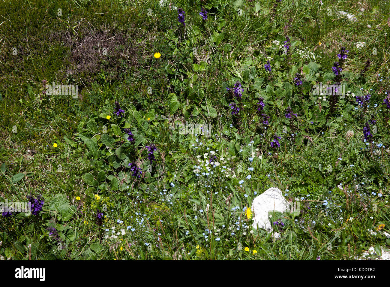 Pyramidal Bugle growing by a path in the Dolomites near The Val Gardena South Tyrol Italy Stock Photo