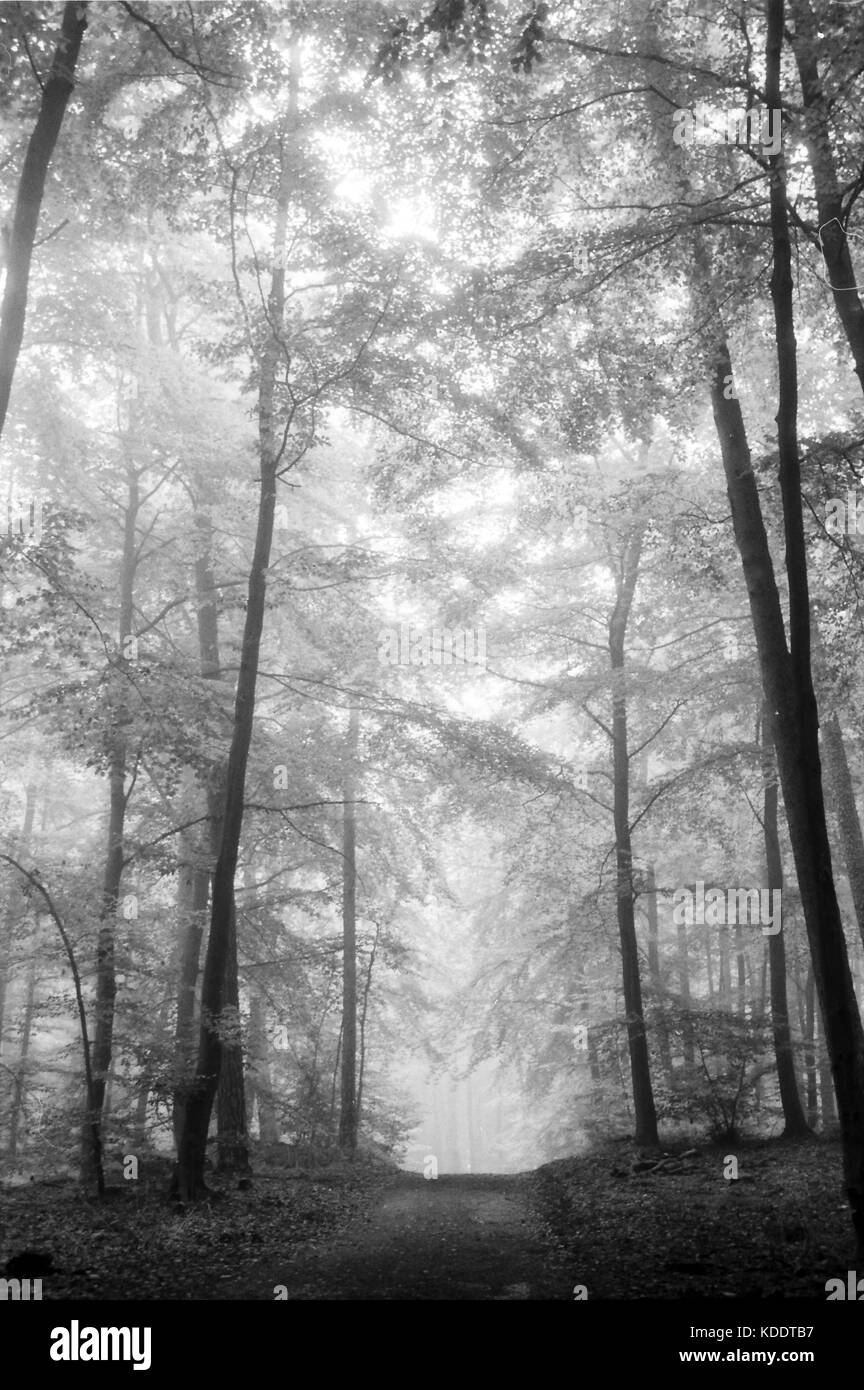 foggy morning in the forest Stock Photo