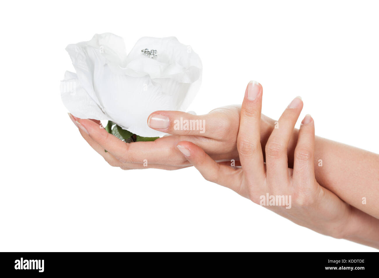 Close-up Of Hand Isolated On White Background Holding Diamond In Rose Stock Photo