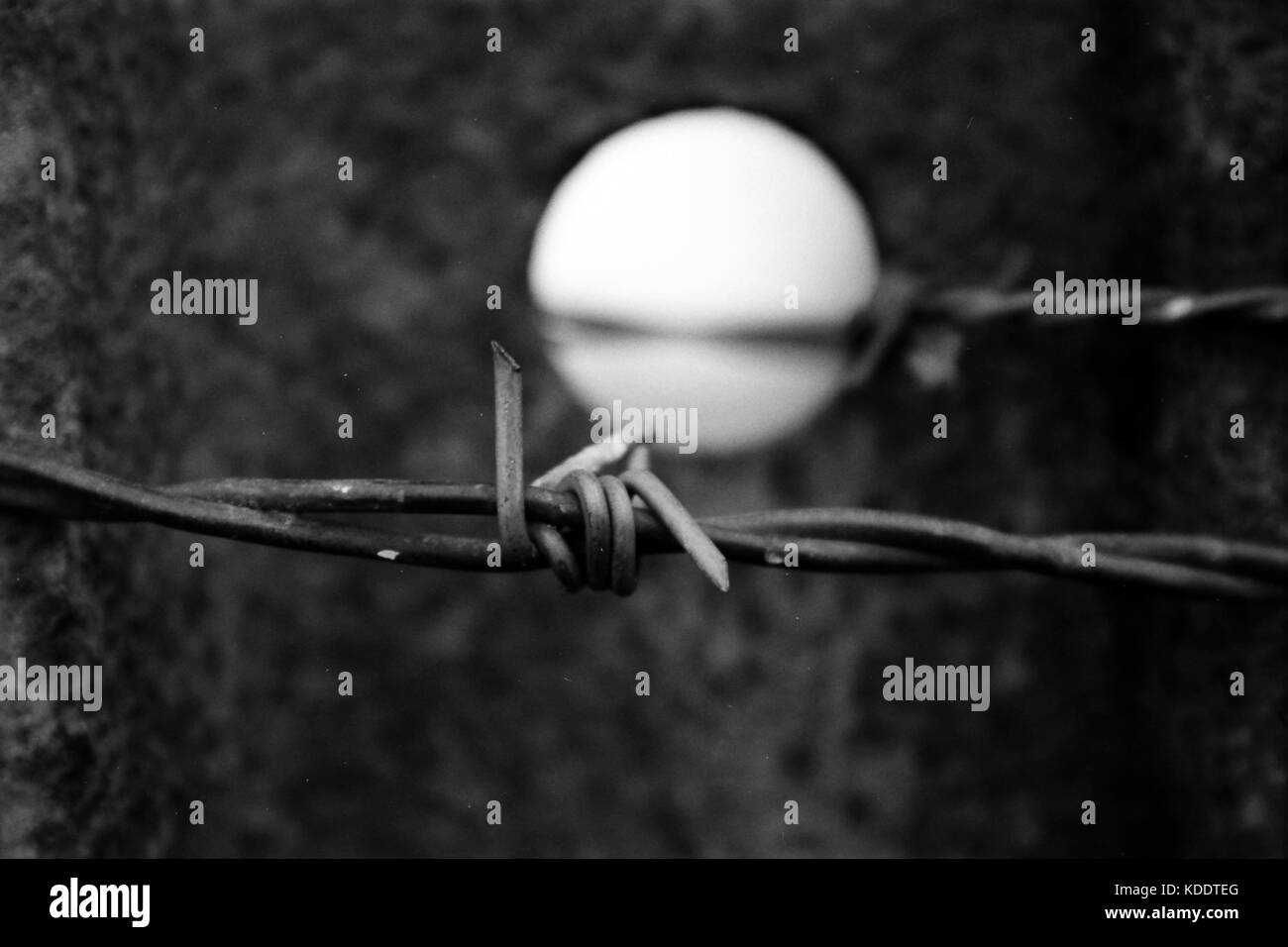 close up of barbed wire Stock Photo Alamy