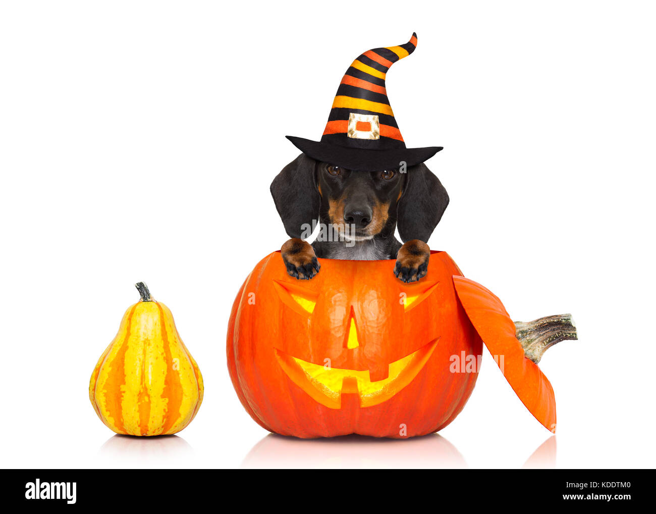 weiner dog pumpkin