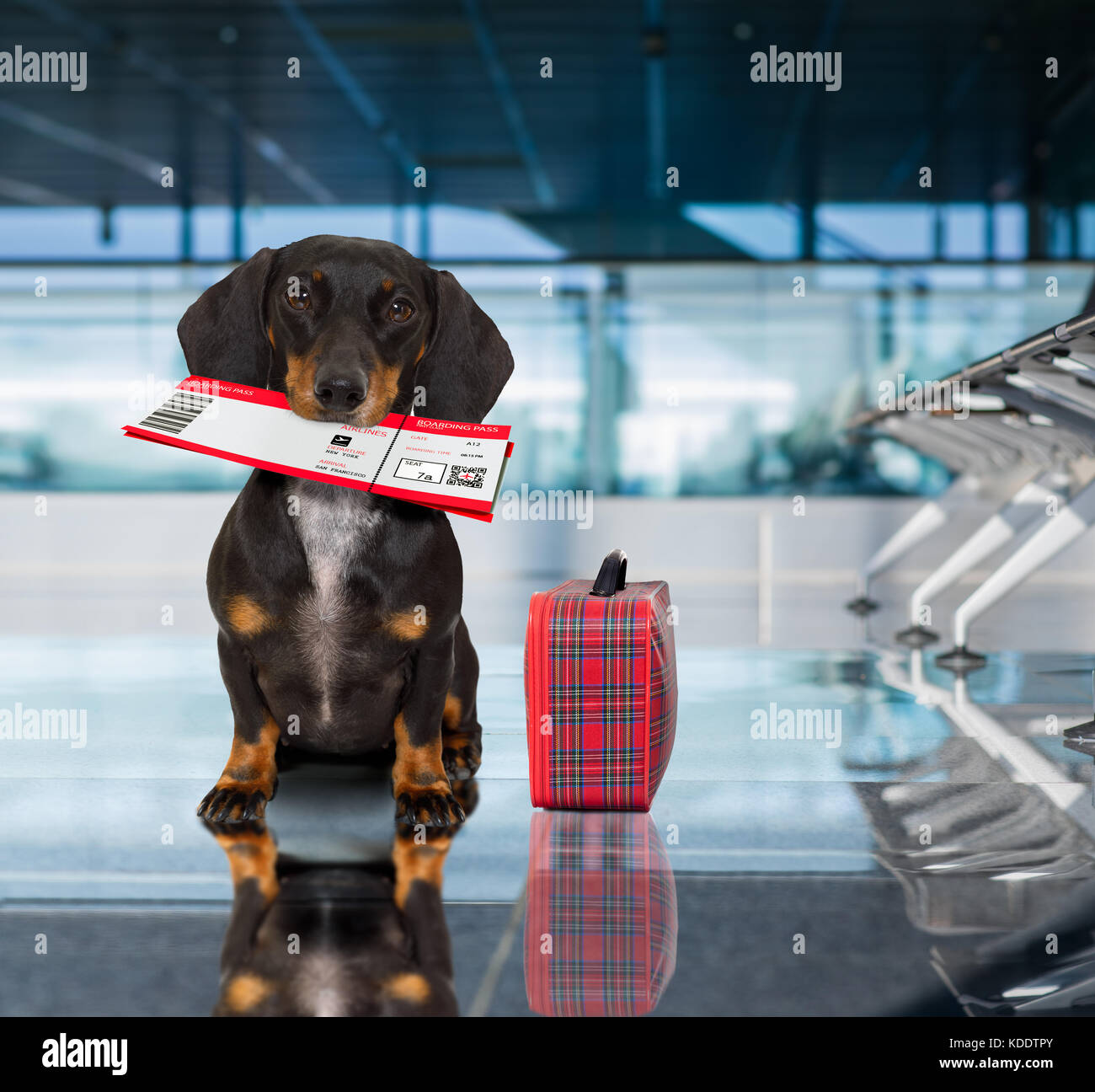 dachshund airline carrier
