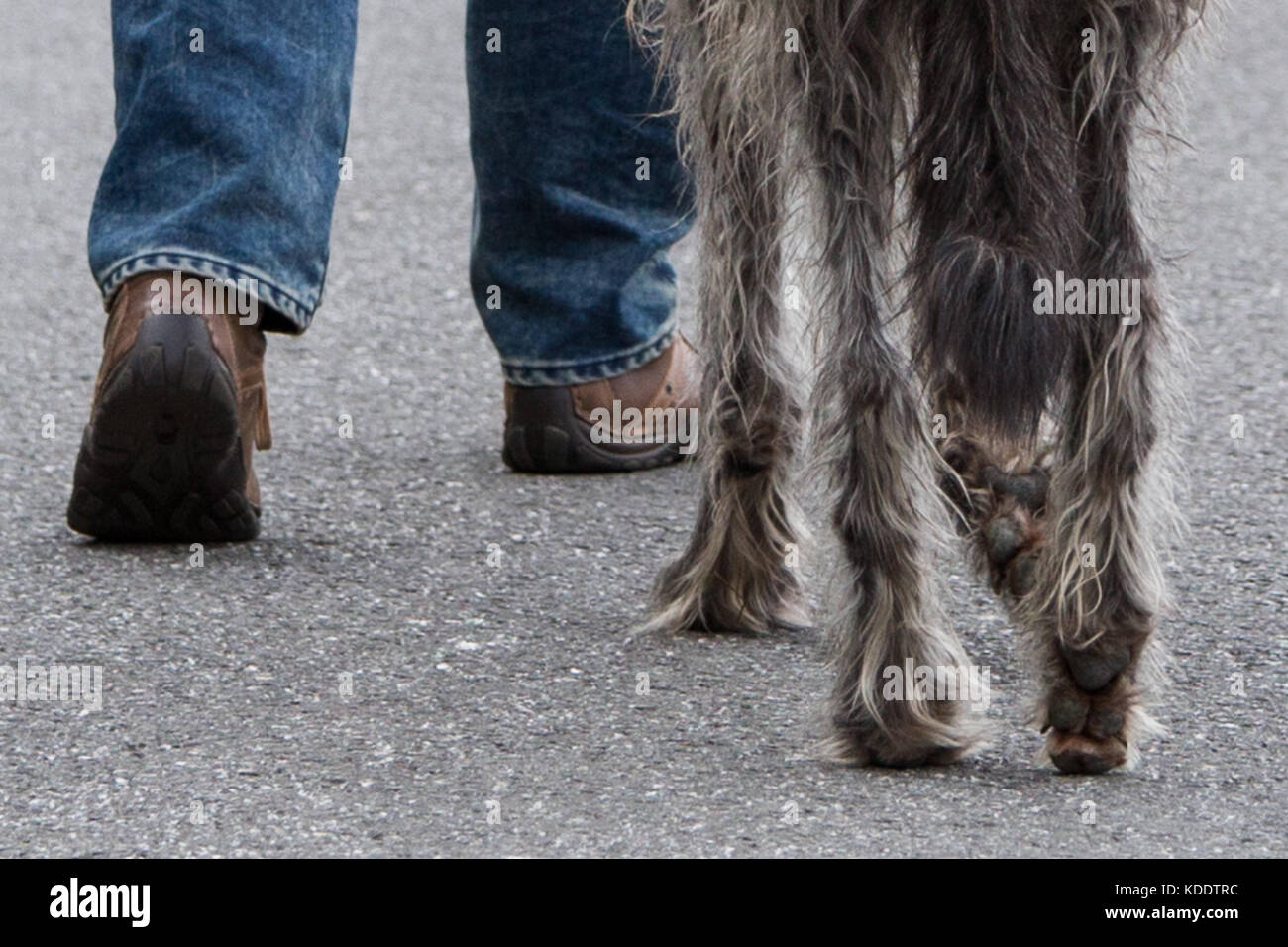 man walking with scottish deerhound - friends Stock Photo