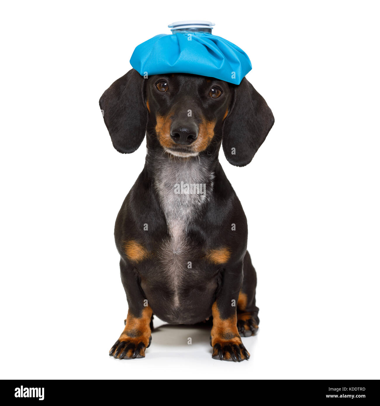 Dog ice pack head hires stock photography and images Alamy