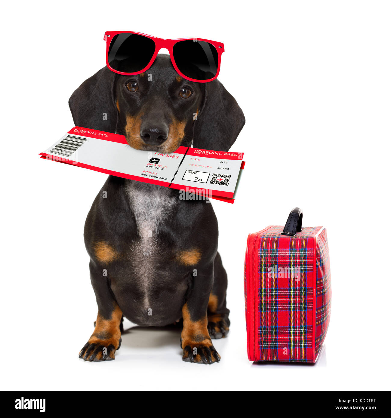 Dachshund airline carrier cheap