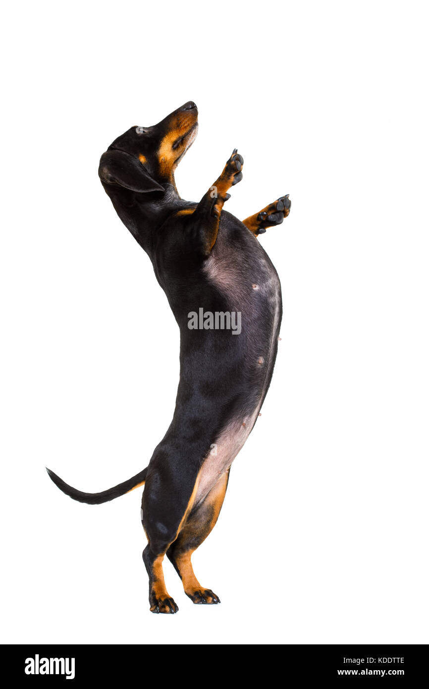 dachshund sausage dog  isolated on white background with high five gesture up right and standing ,loking at you Stock Photo