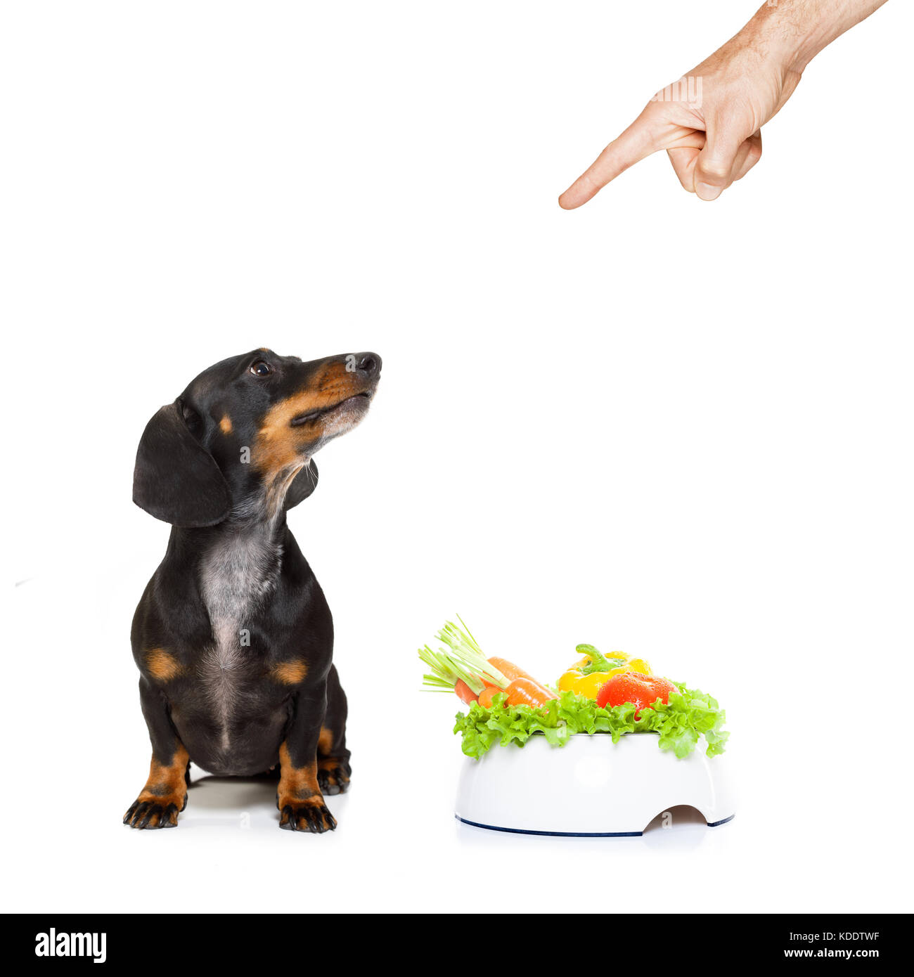 dachshund or sausage dog waiting for owner with healthy vegan food bowl,  isolated on white background, owner pointing out or punishing Stock Photo -  Alamy