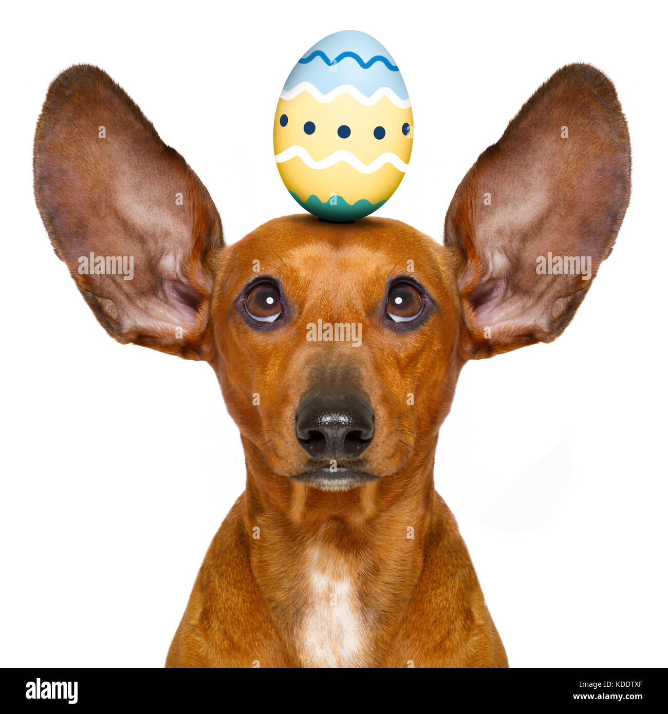 funny dachshund sausage dog easter bunny with egg on head , looking up, isolated on white