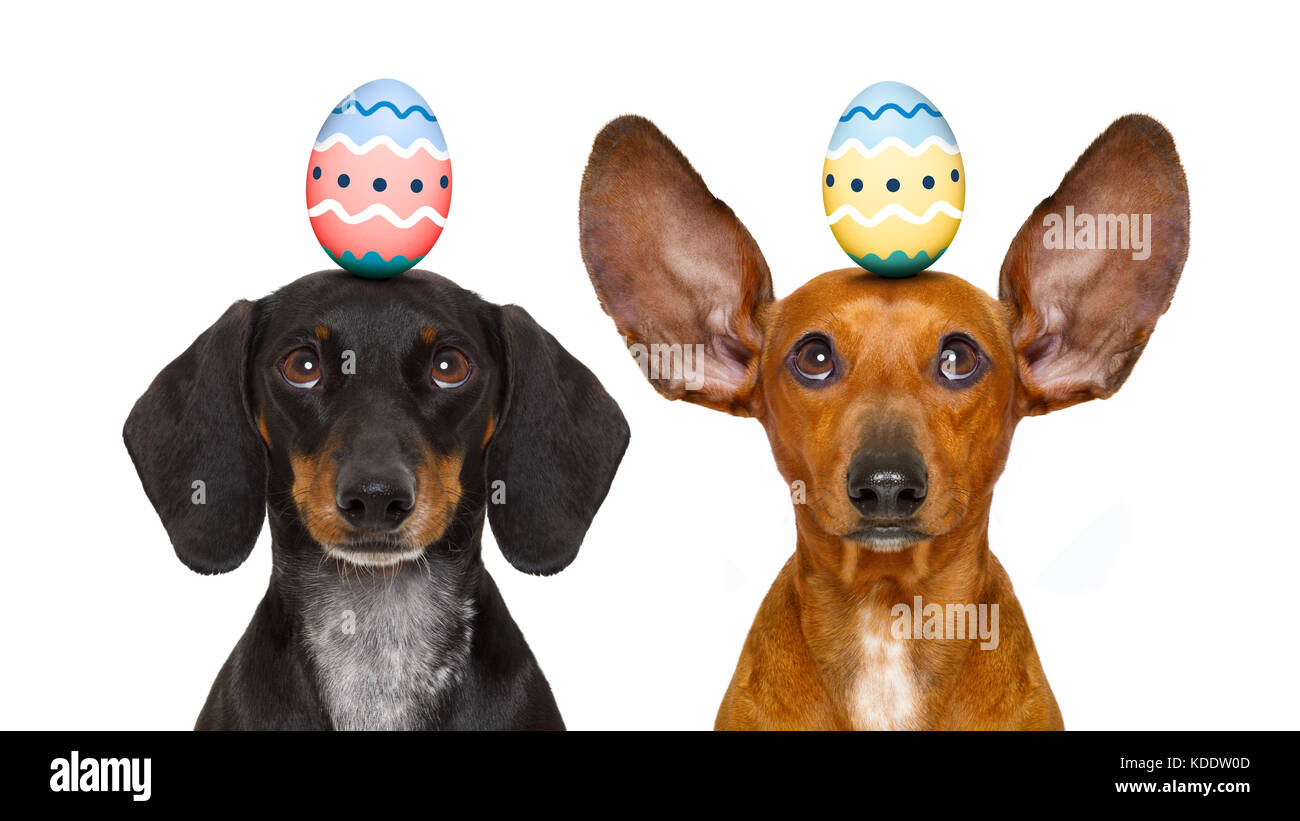 funny dachshund sausage dogs easter bunny with egg on head , looking up, isolated on white