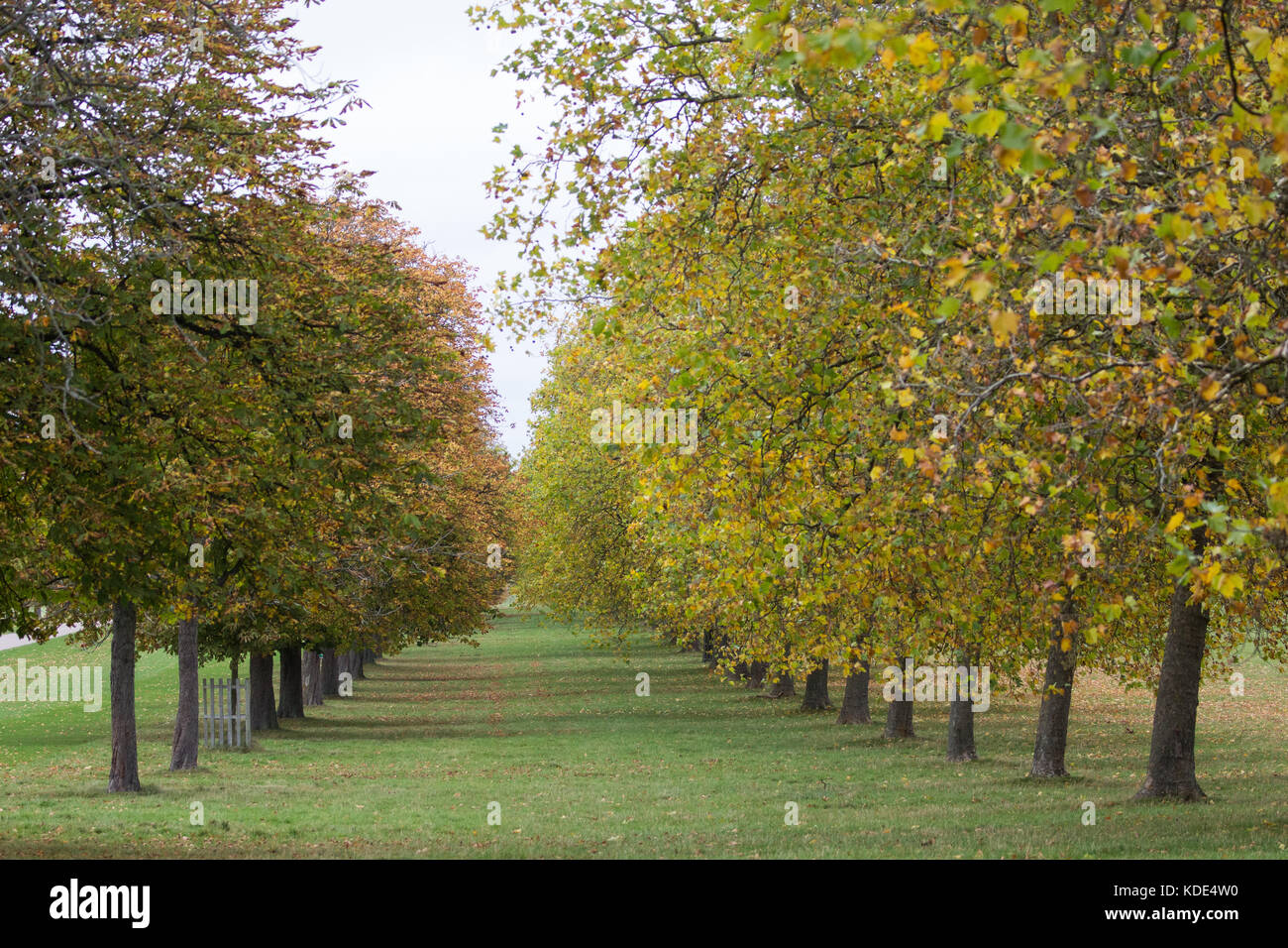 Windsor, UK. 13th October, 2017. Autumn colours on rows of horse chestnut and London plane trees alongside the Long Walk in Windsor Great Park. Credit: Mark Kerrison/Alamy Live News Stock Photo