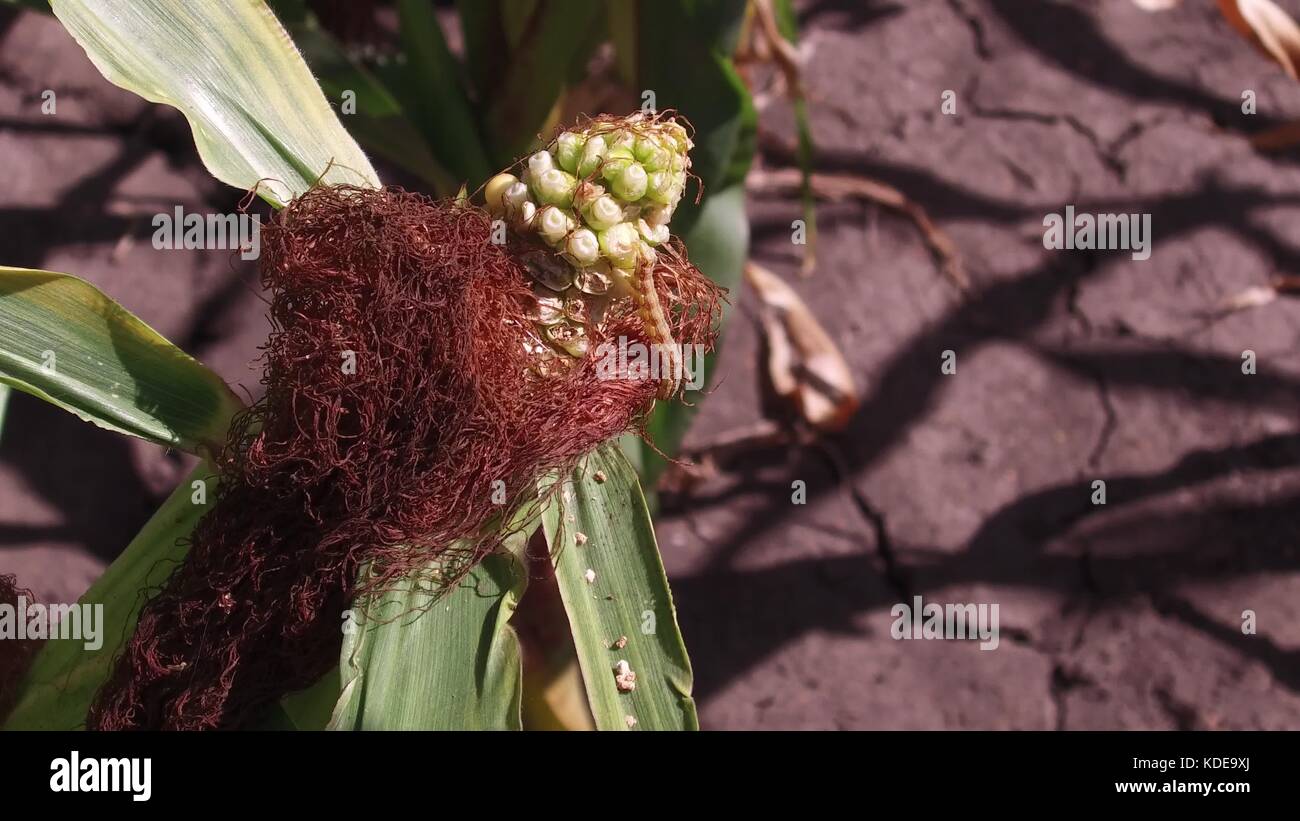 Infested Corn Field Worm is a pest on corn. Corn field agriculture. corn farm green grass ...