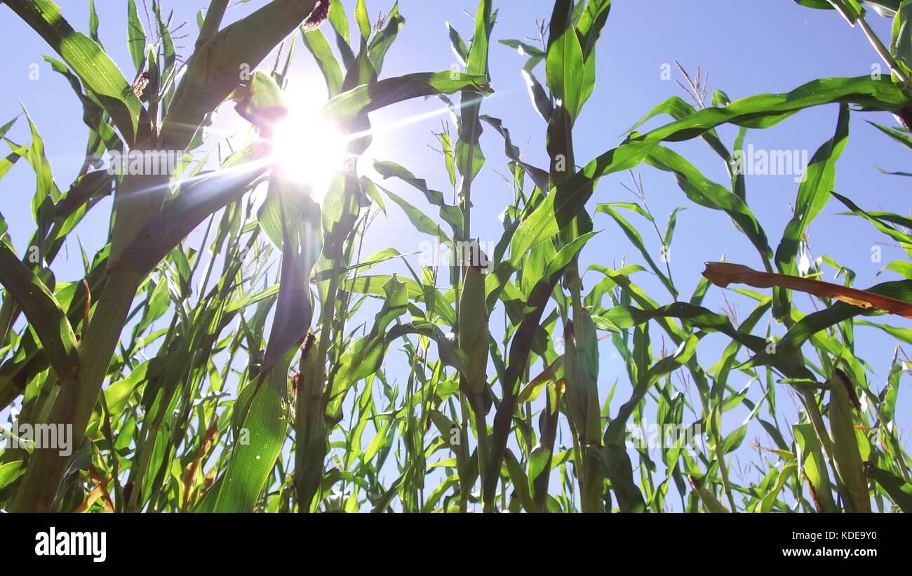 Corn field corn motion video farm steadicam farming. green grass agriculture united states the