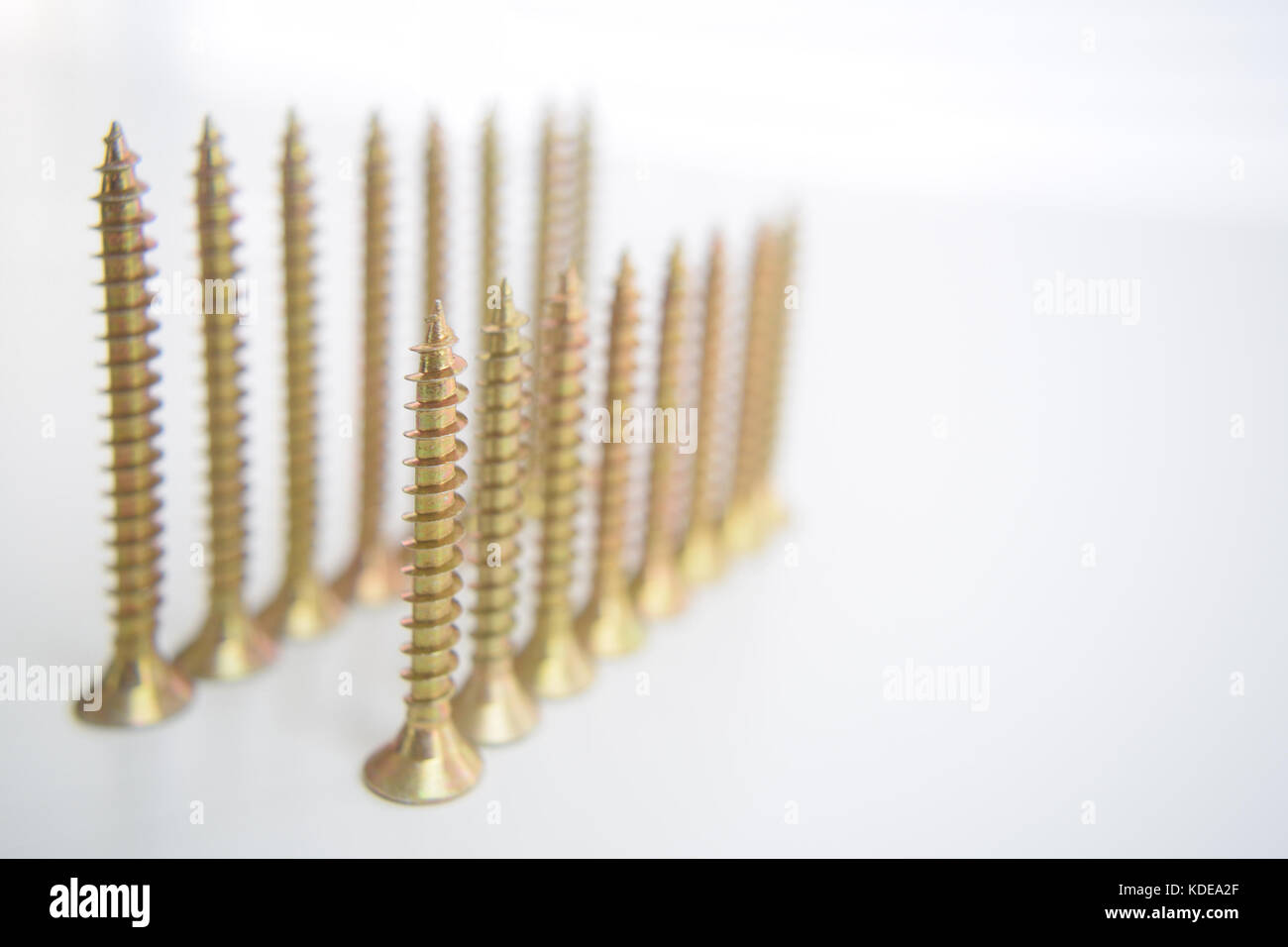 Lines of brass screws on a white background. Organised Stock Photo
