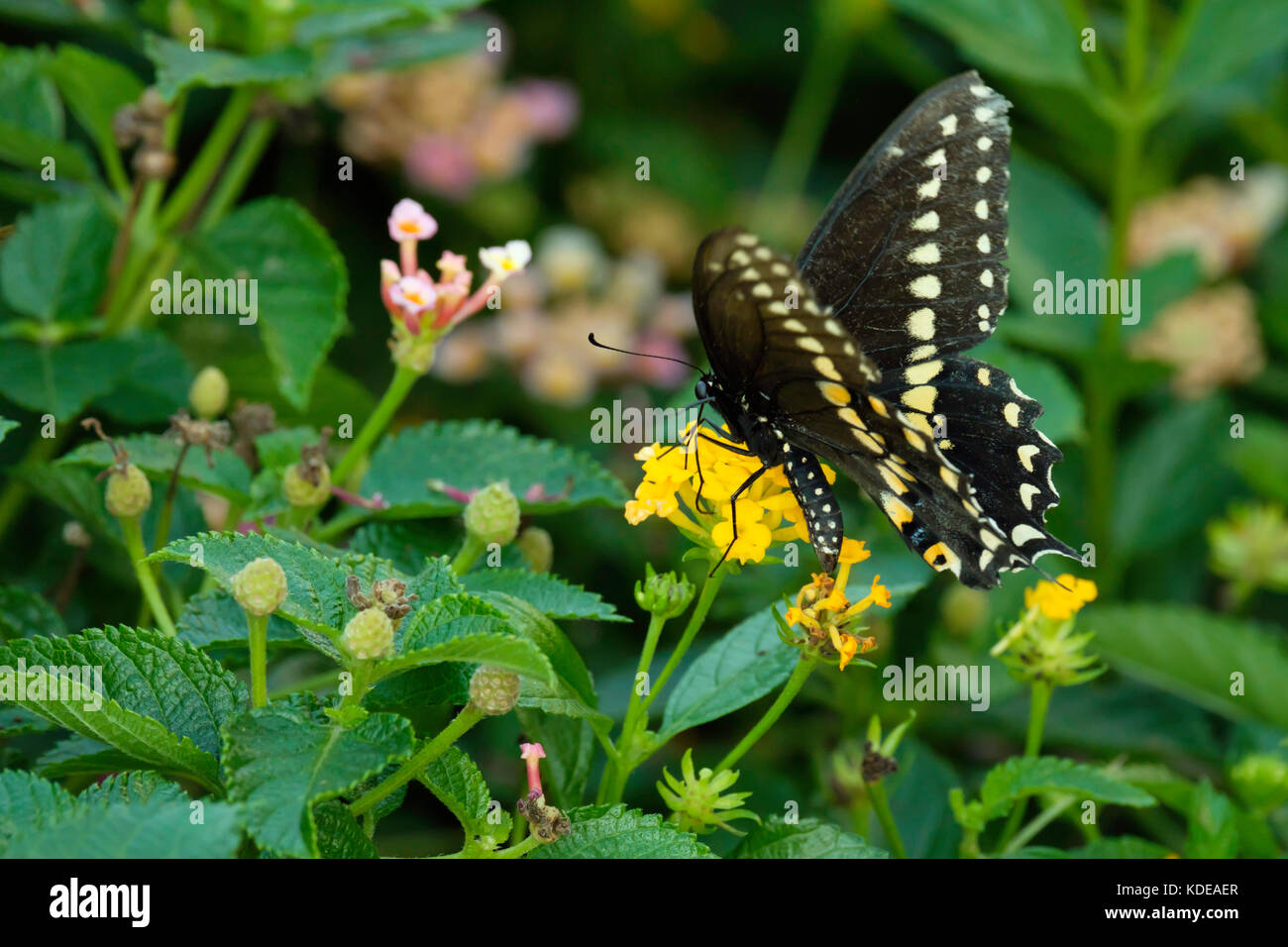 Black Swallowtail butterfly, Papilio polyxenes, feeding on yellow Lantana camara. The state butterfly of Oklahoma and New Jersey. Oklahoma, USA. Stock Photo