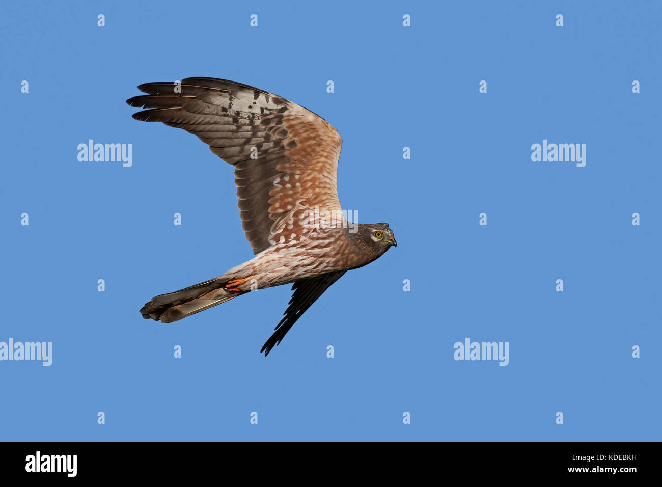 Montagus harrier in flight with blue skies in the background Stock Photo