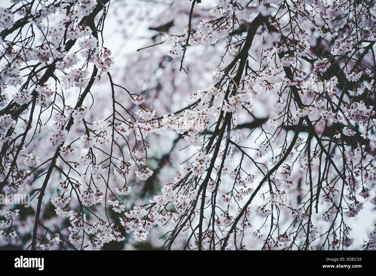Cherry blossoms in Seoul South Korea Stock Photo