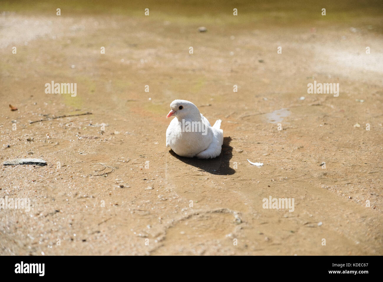 A dove sitting on a sandy floor Stock Photo
