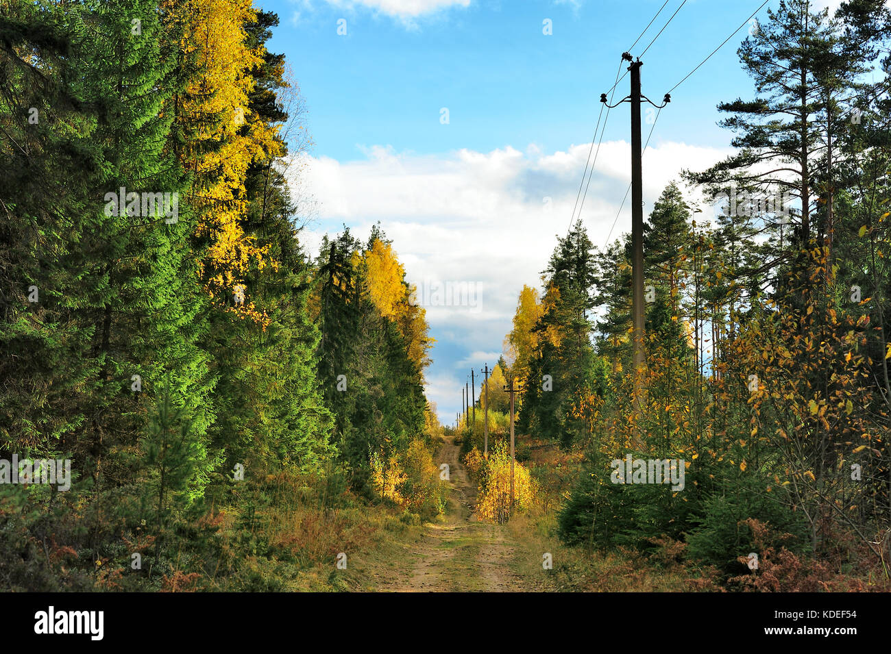 soil road near power line in the forest in autumn Stock Photo - Alamy